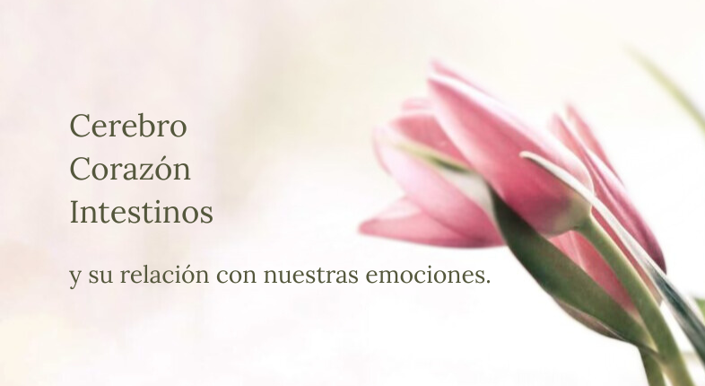 Cerebro-corazón-intestinos su relación con nuestras emociones.